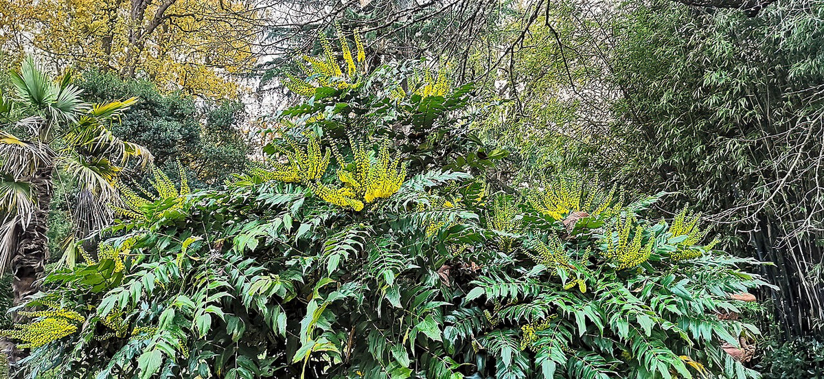 Leatherleaf Mahonia