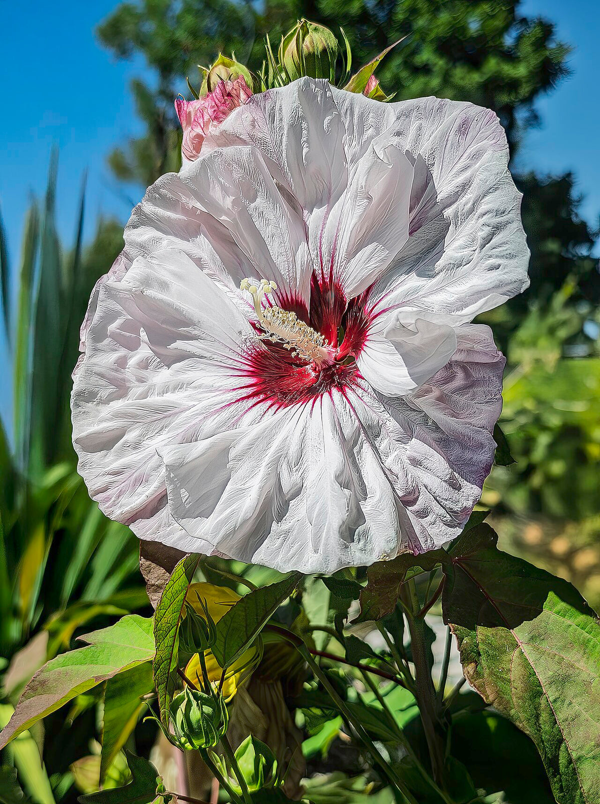 Hardy Hibiscus (Rose Mallow)