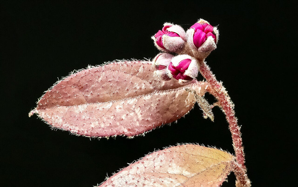 Pizzazz Loropetalum