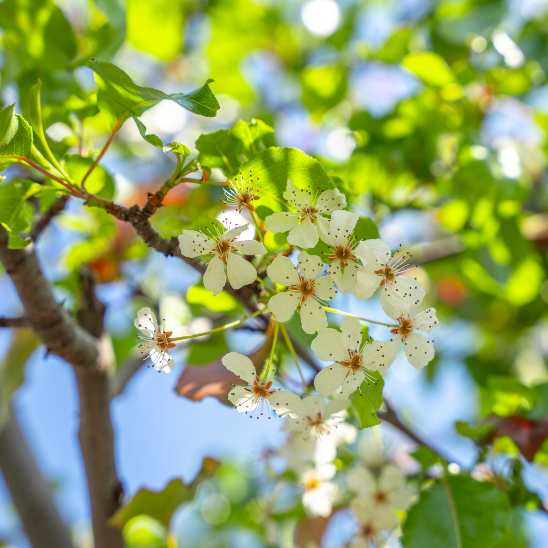 Flowering Pear