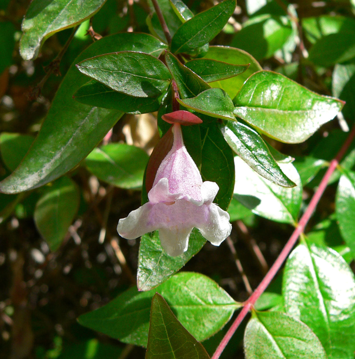 Edward Goucher Abelia
