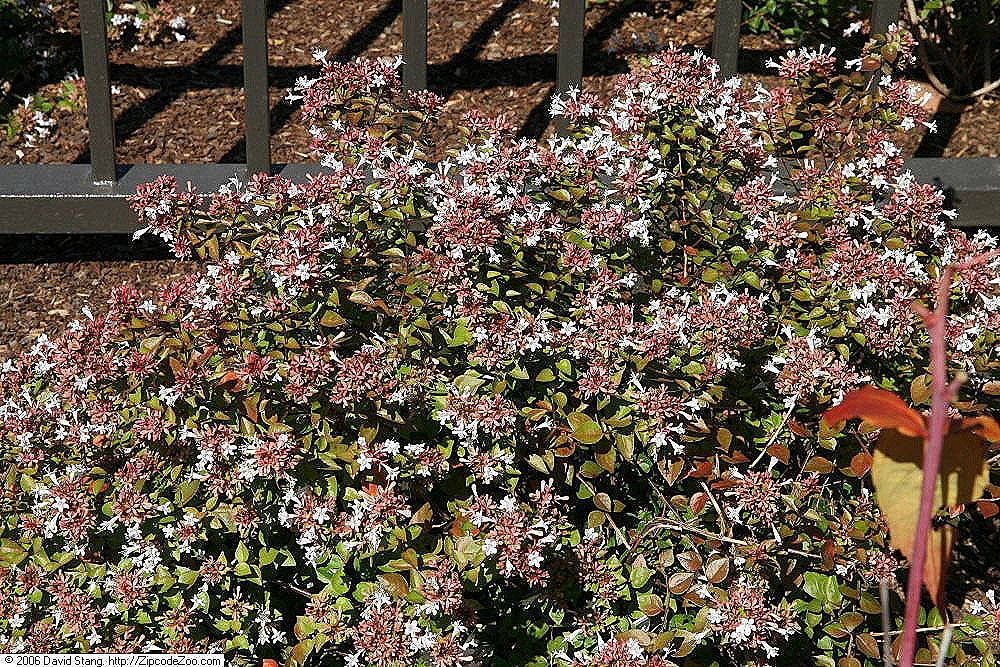 Rose Creek Abelia