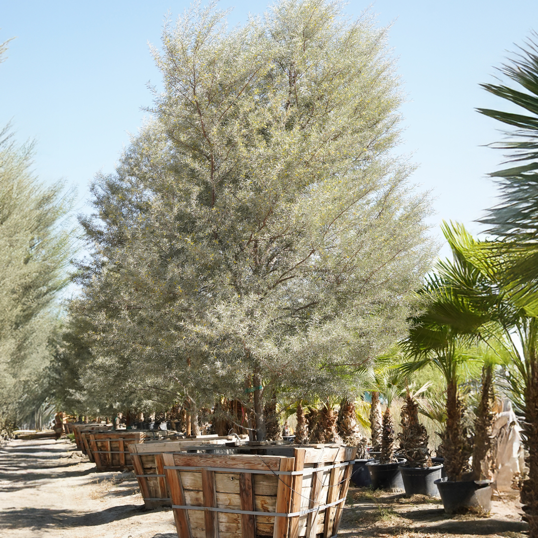 Mulga Acacia