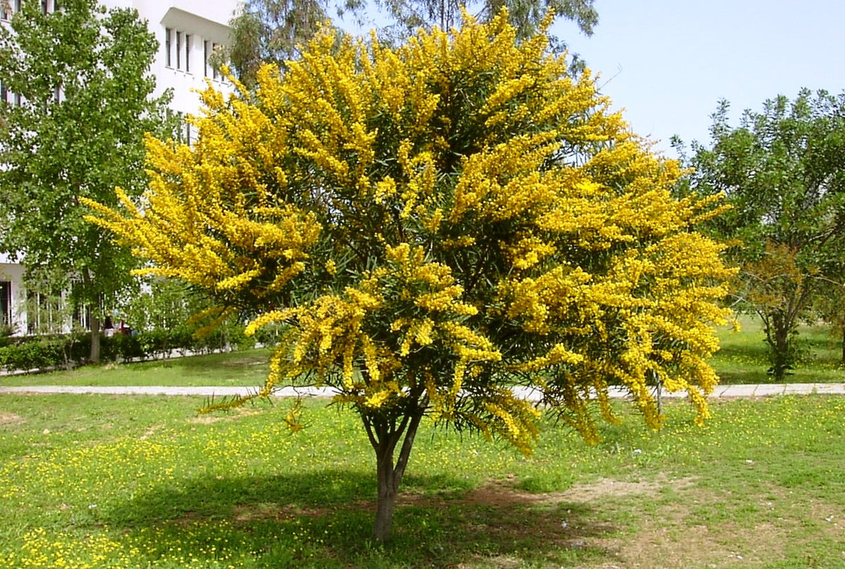 Acacia Saligna