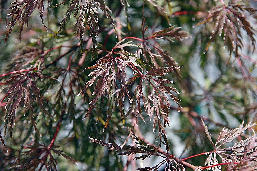 Laceleaf Japanese Maple