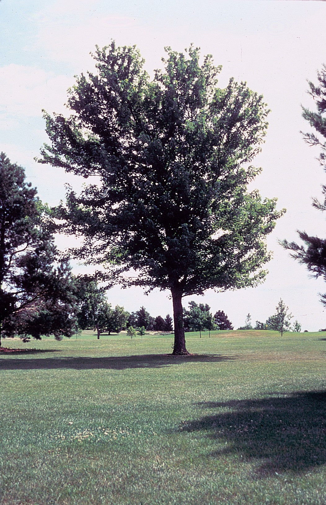 Silver Maple