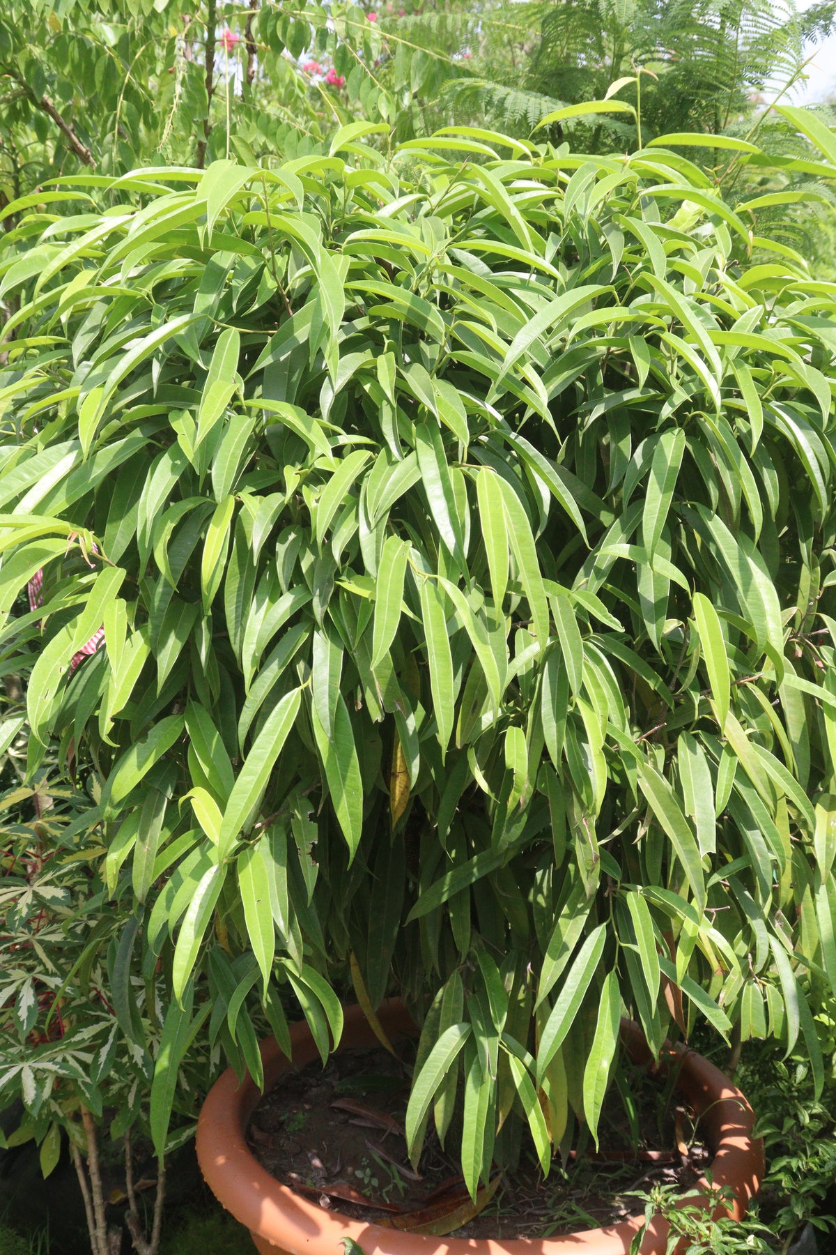Ficus Alii