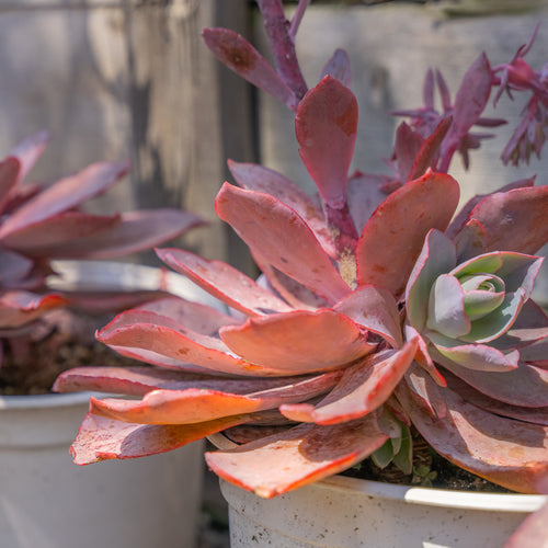 Aeonium 'Sunburst'