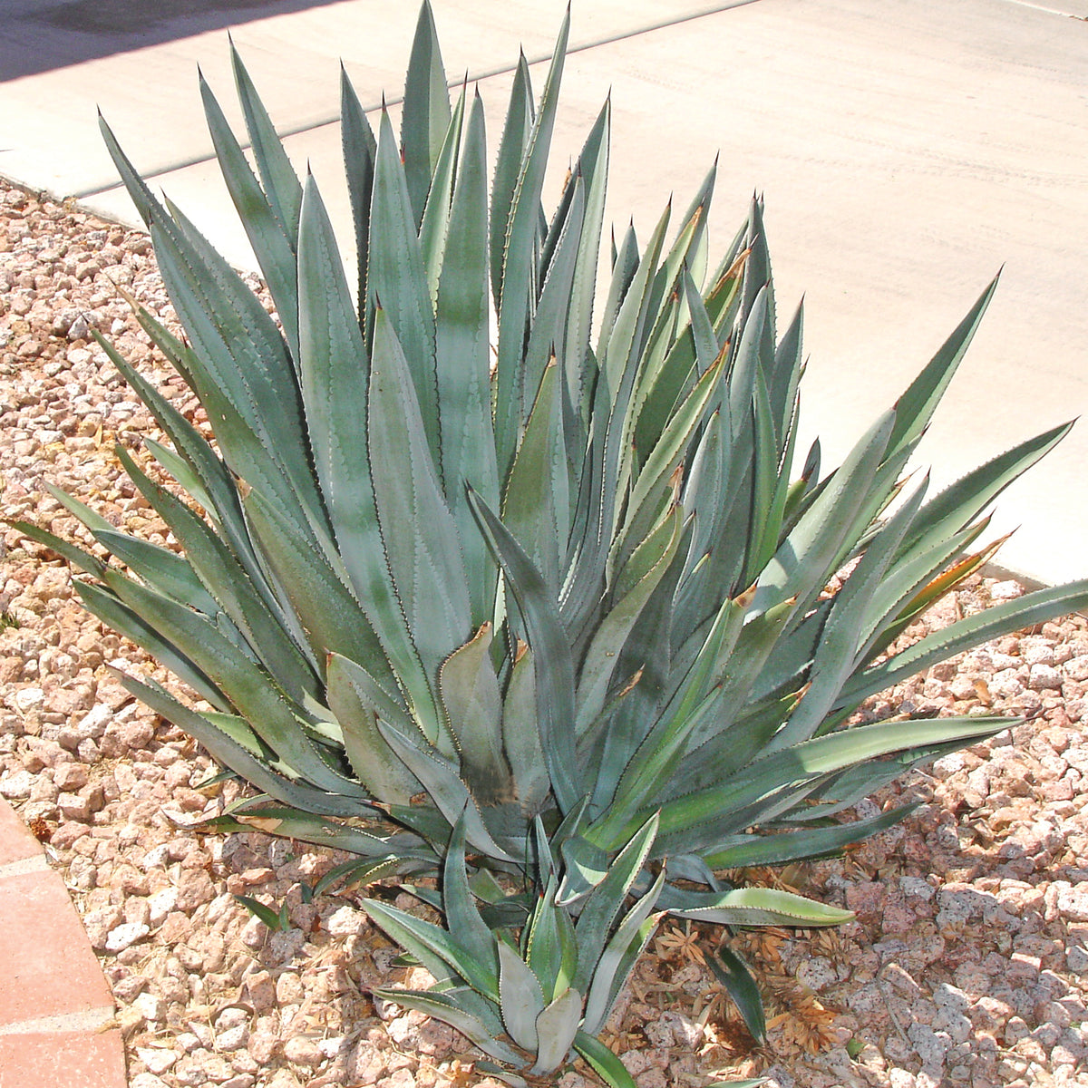 Murphy's Agave