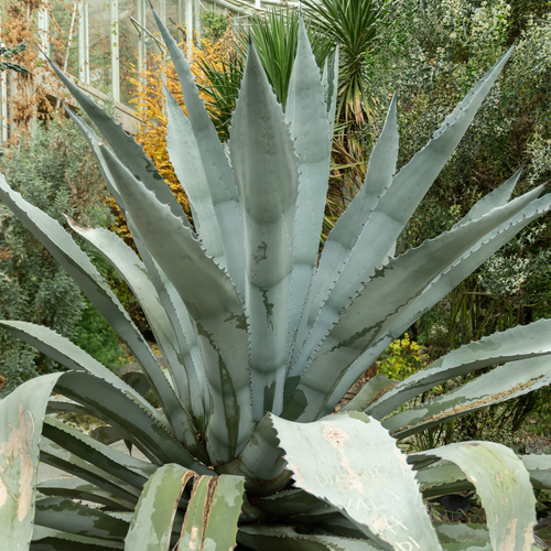 Agave Franzosinii