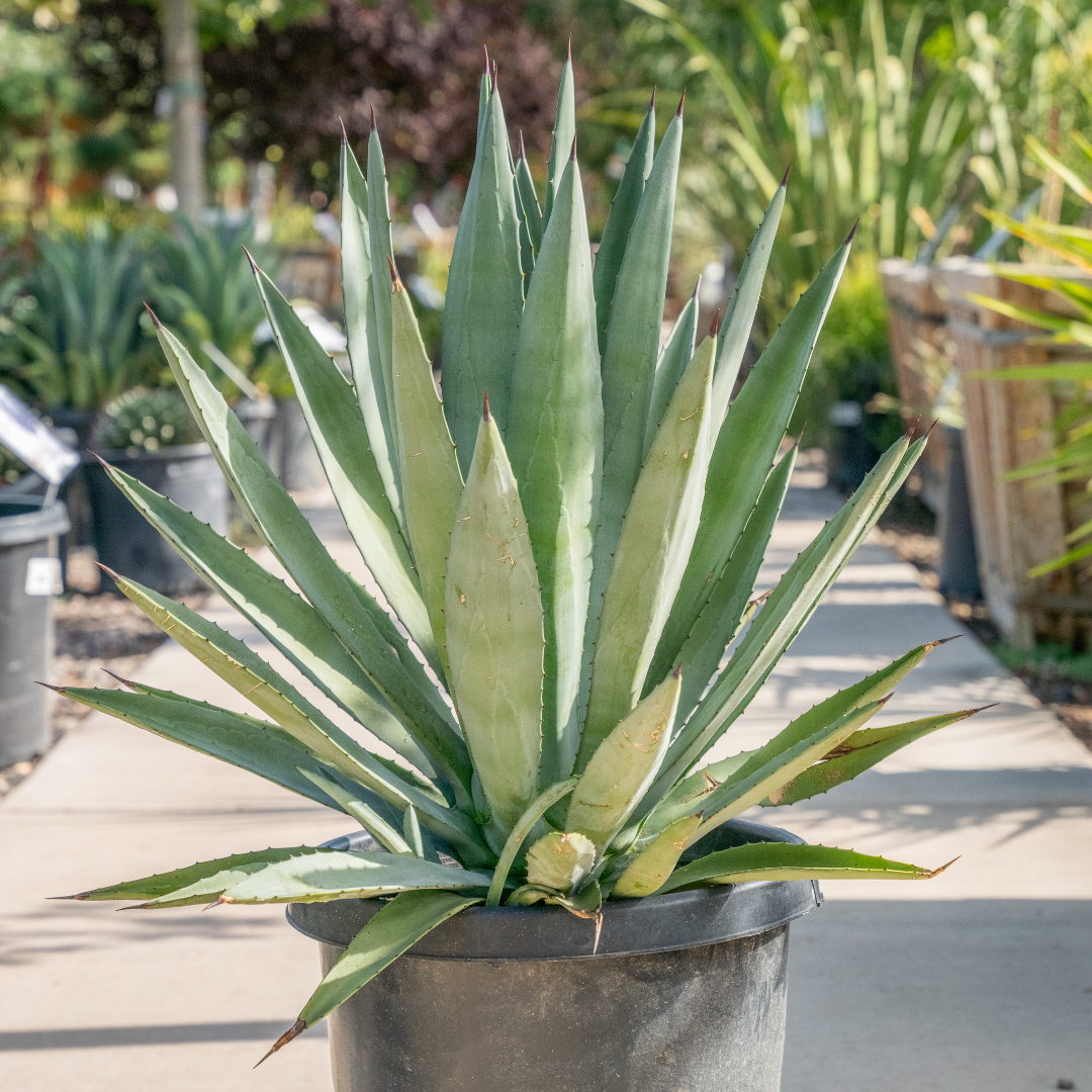 Agave Tequilana