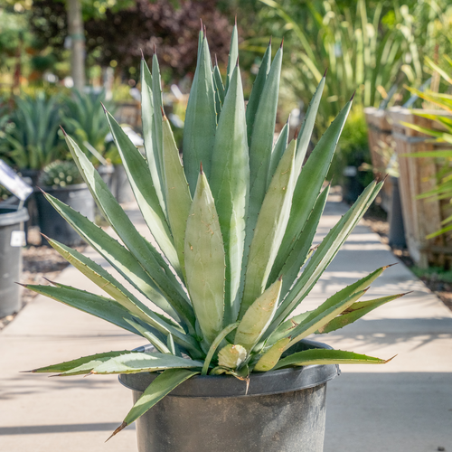 Agave Tequilana