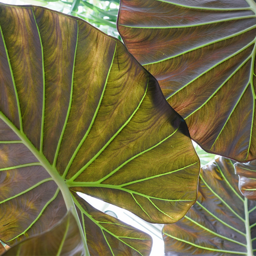 Alocasia Regal Shield