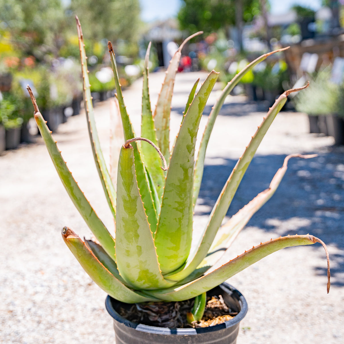 Aloe Vera