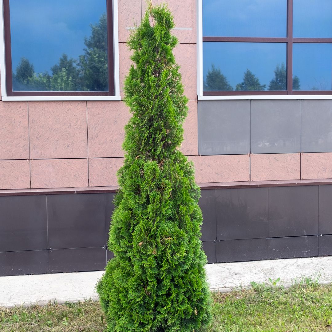 American Pillar Arborvitae