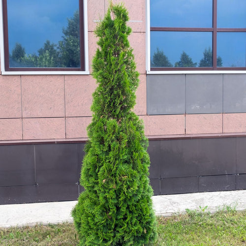 American Pillar Arborvitae