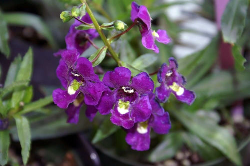 Angelonia (Summer Snapdragon)