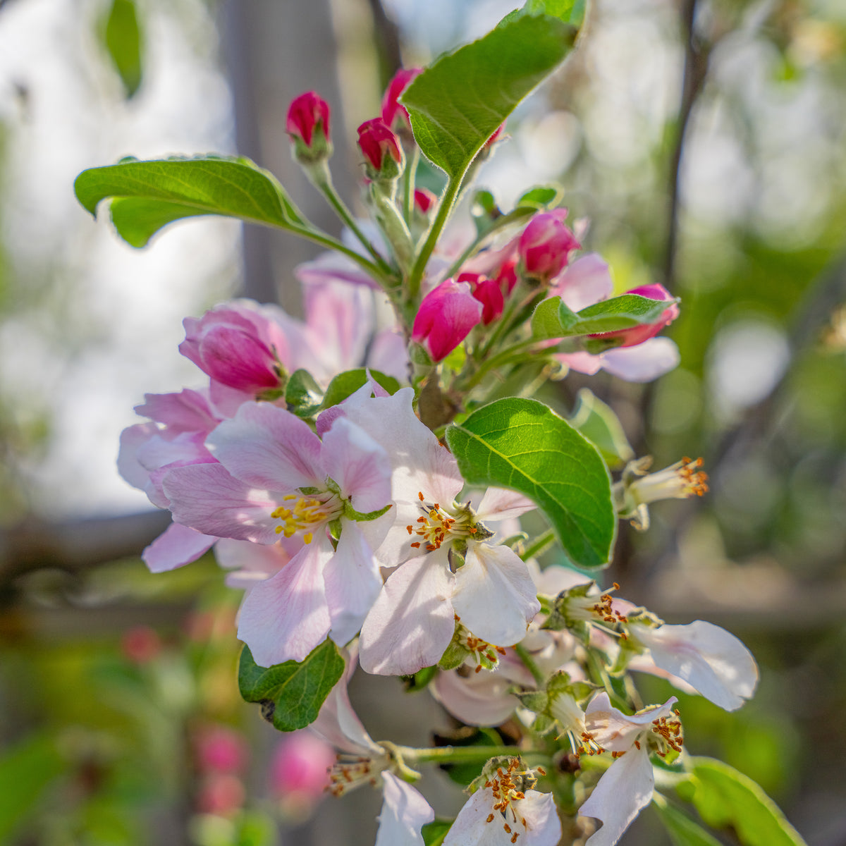 Anna Apple Tree
