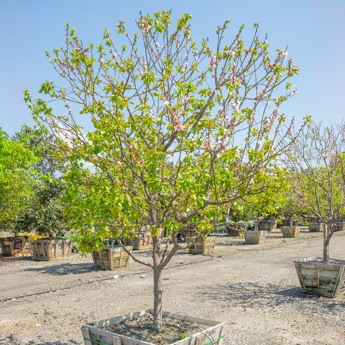 Katy Apricot
