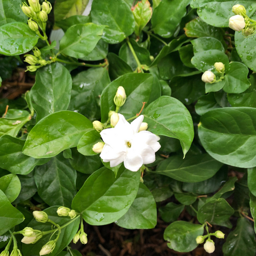 Arabian Jasmine