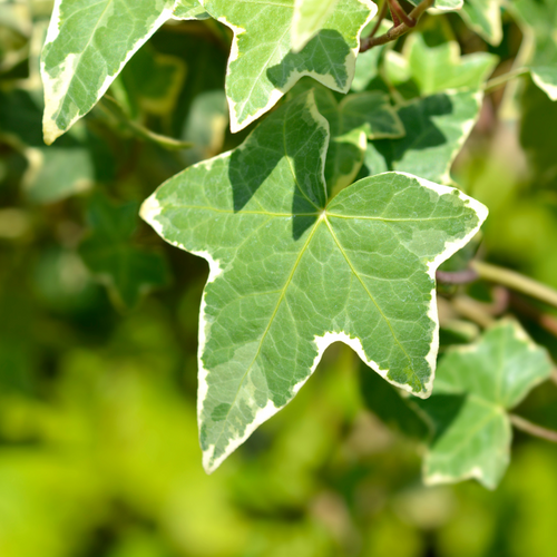 Aralia Ivy Tree