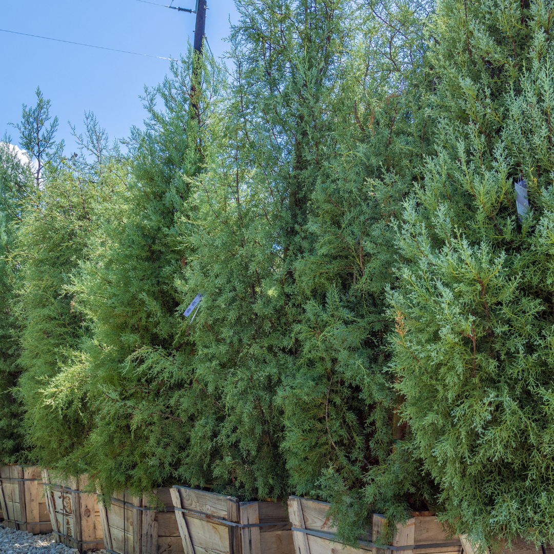 Arizona Cypress