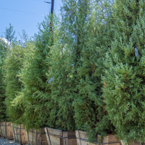 Arizona Cypress