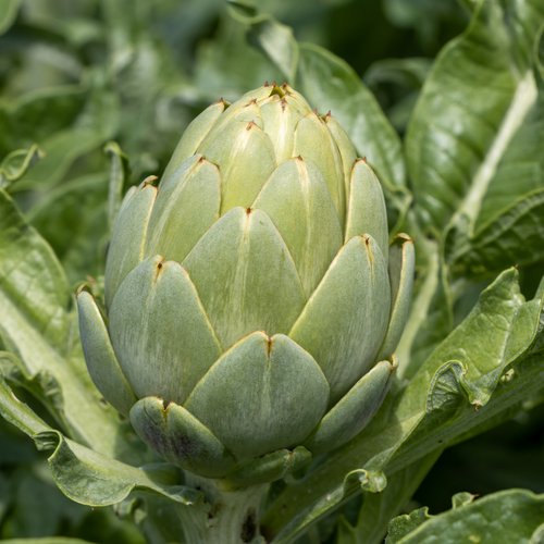 Artichoke