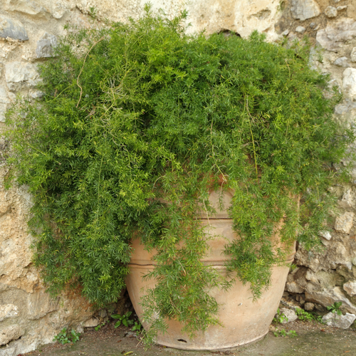 Asparagus Fern