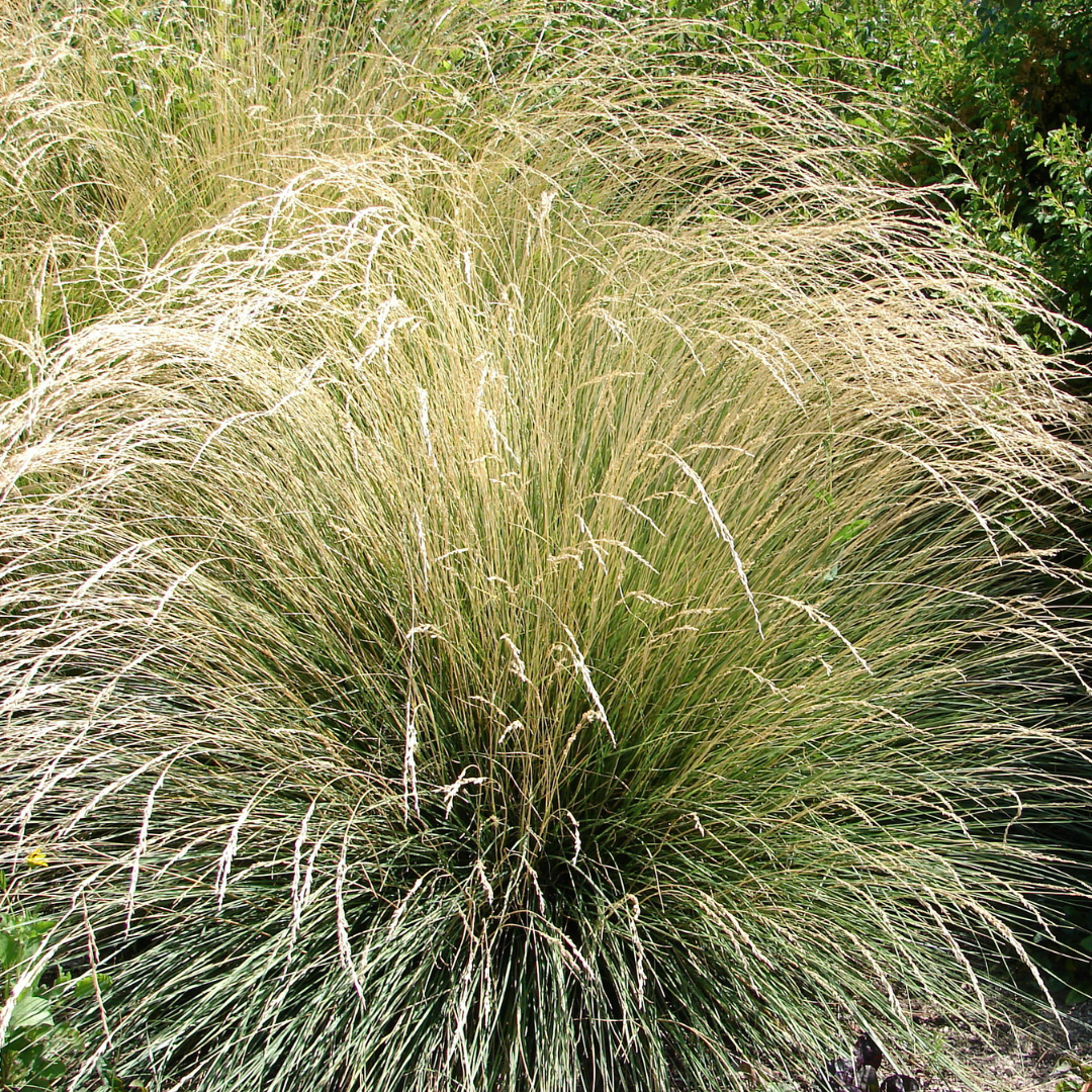 Atlas Fescue