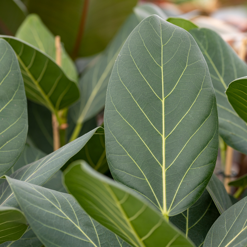 Audrey Ficus