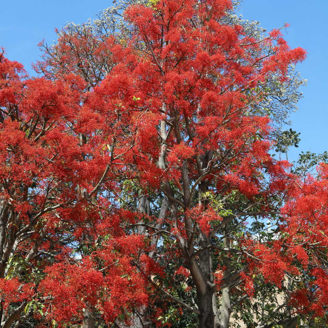 Australian Flame Tree