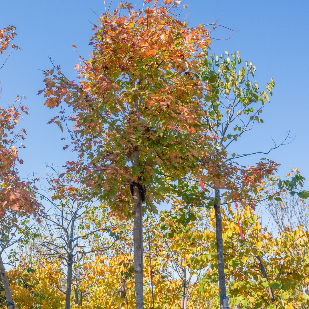 Autumn Blaze Maple