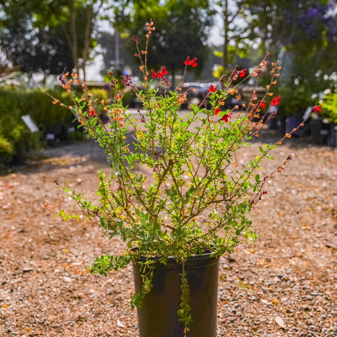Autumn Sage