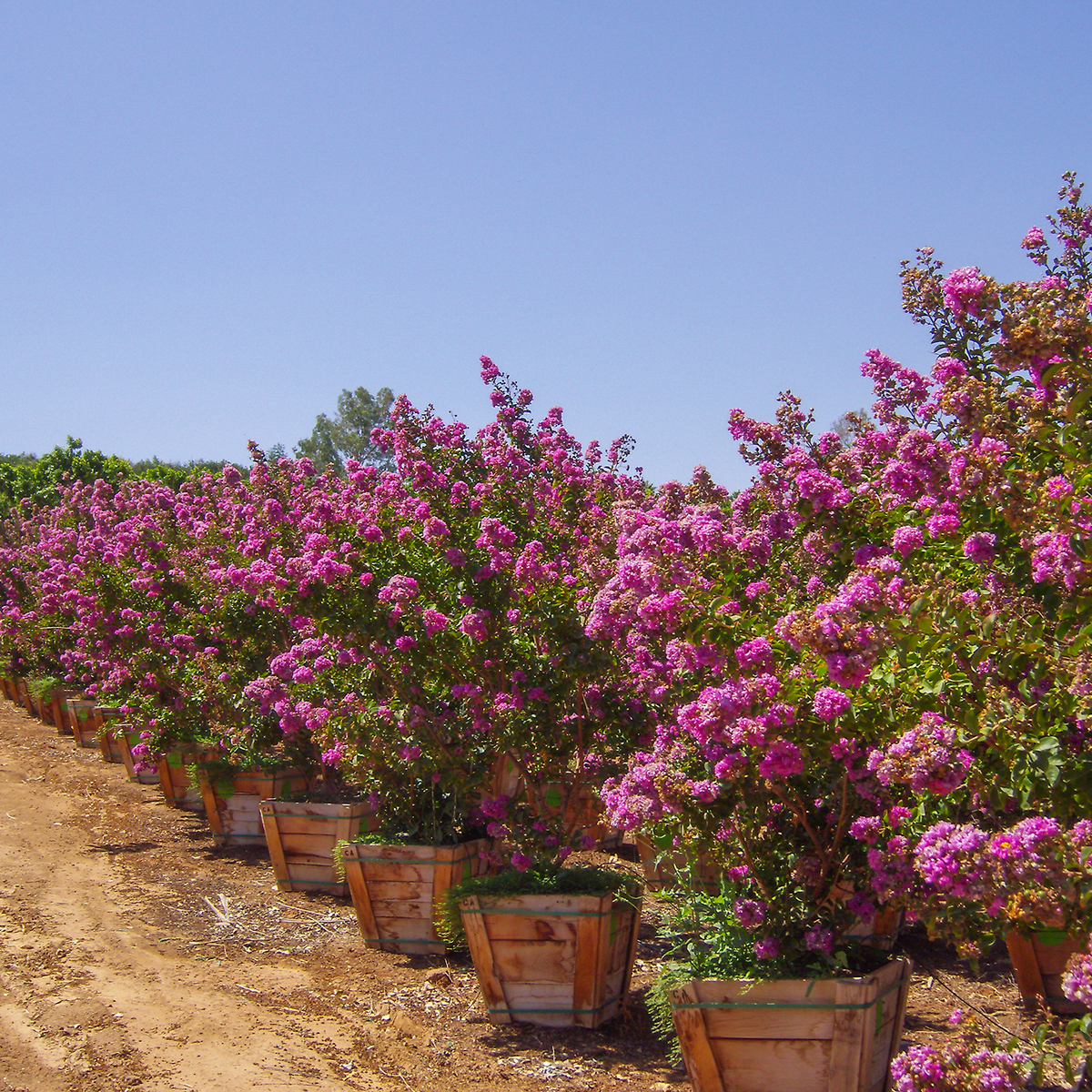 Catawba Crape Myrtle