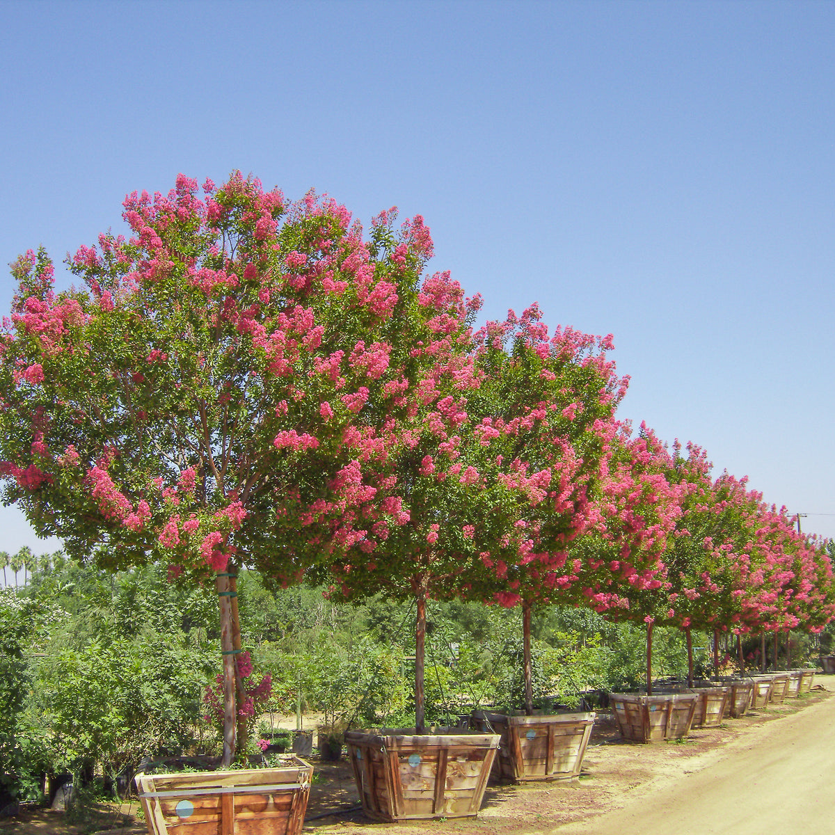 Tuskegee Crape Myrtle