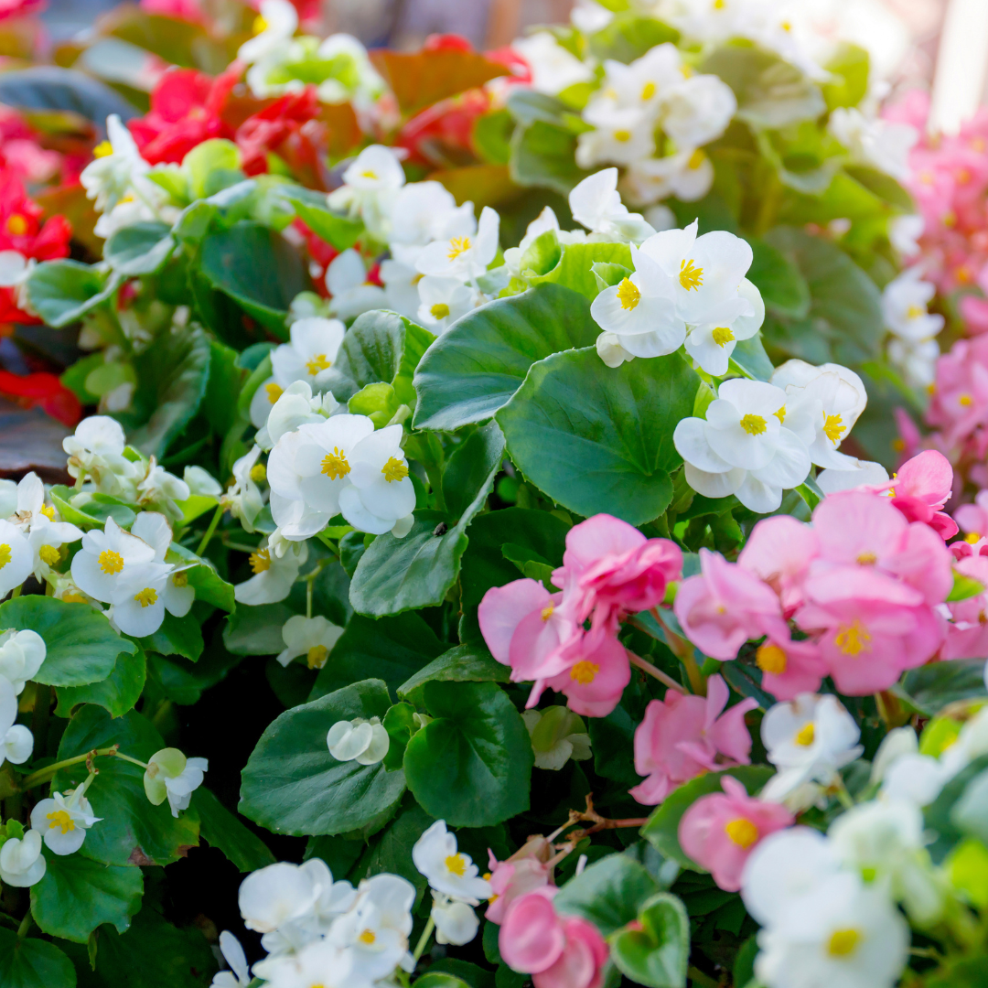 Begonia