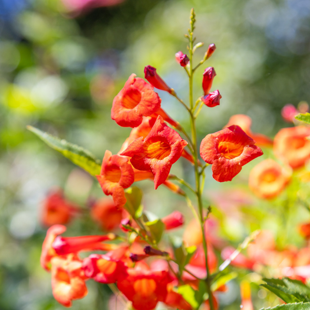 Bells of Fire