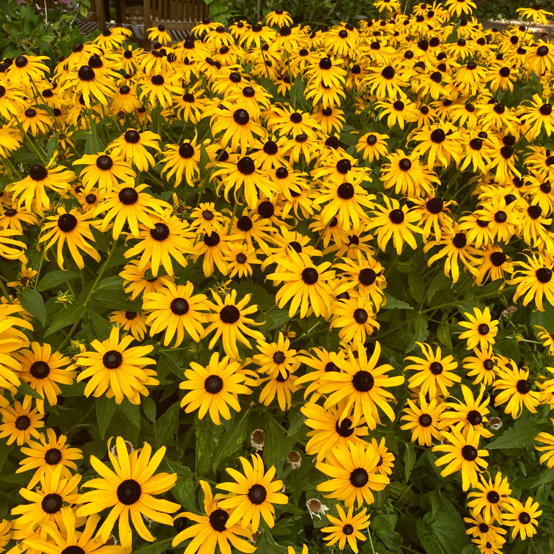 Black-eyed Susan