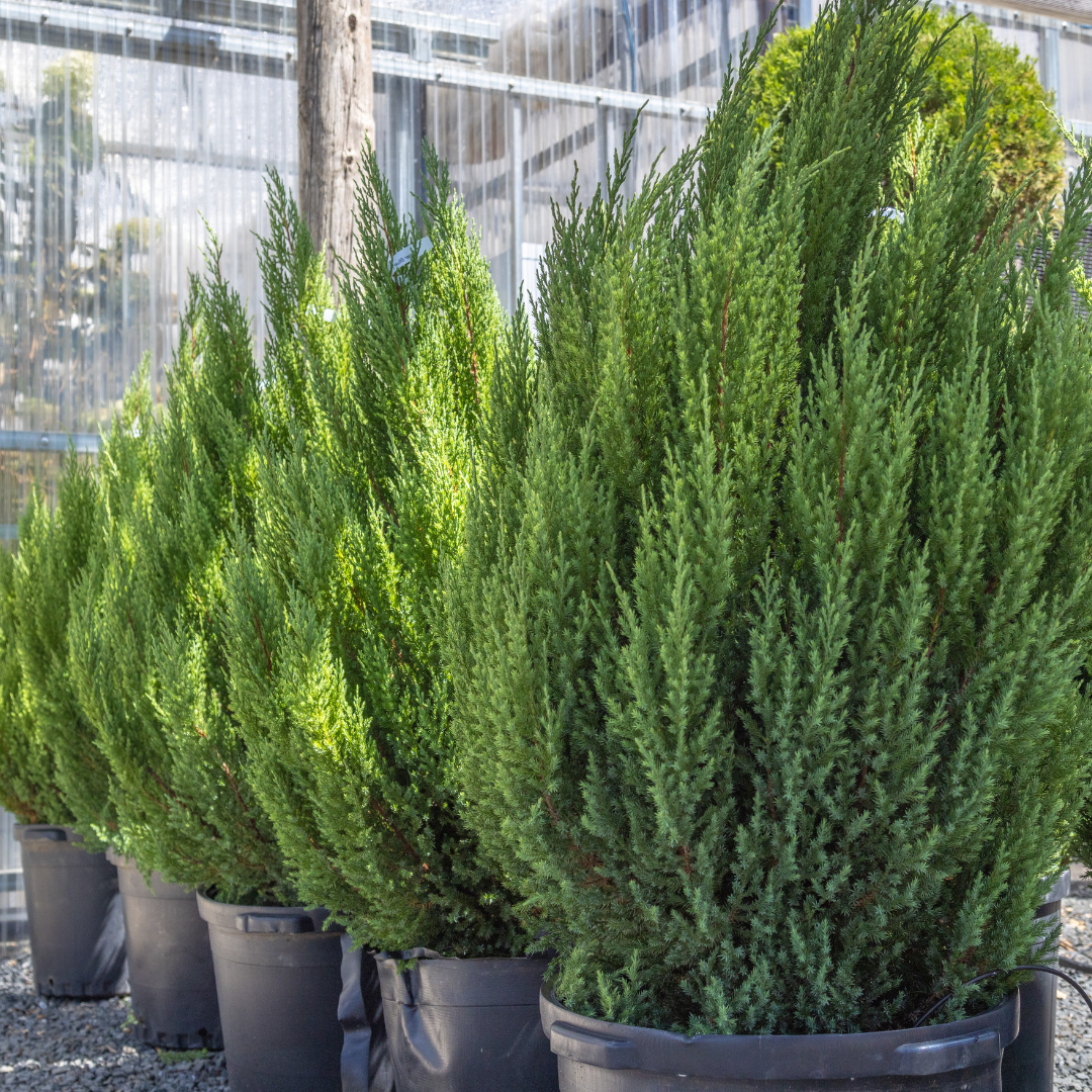 Blue Point Juniper