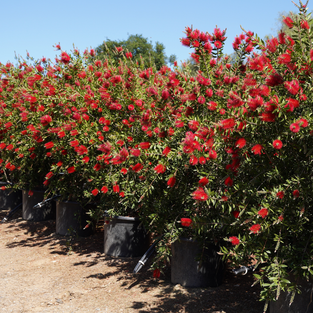 Bottlebrush