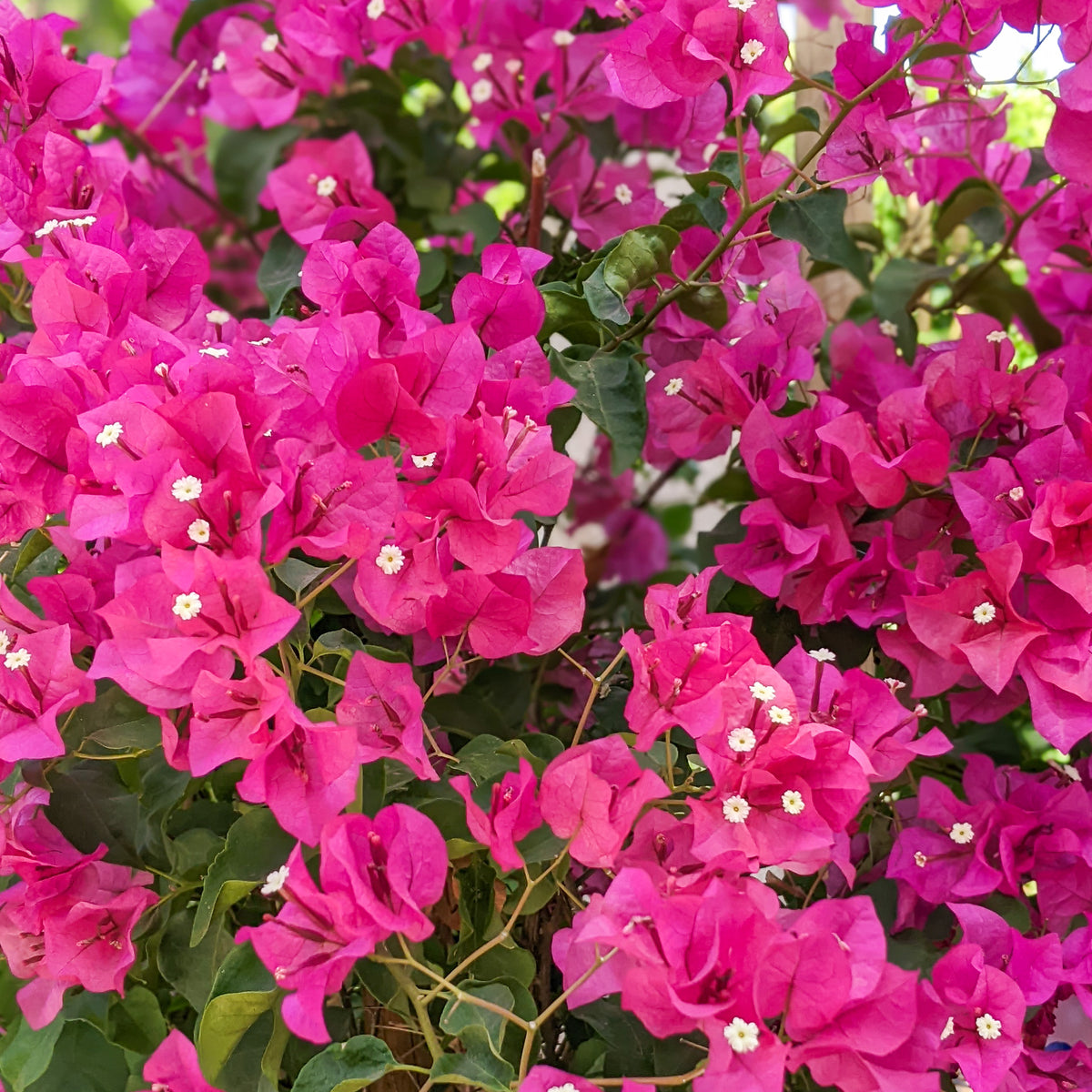 Barbara Karst Bougainvillea