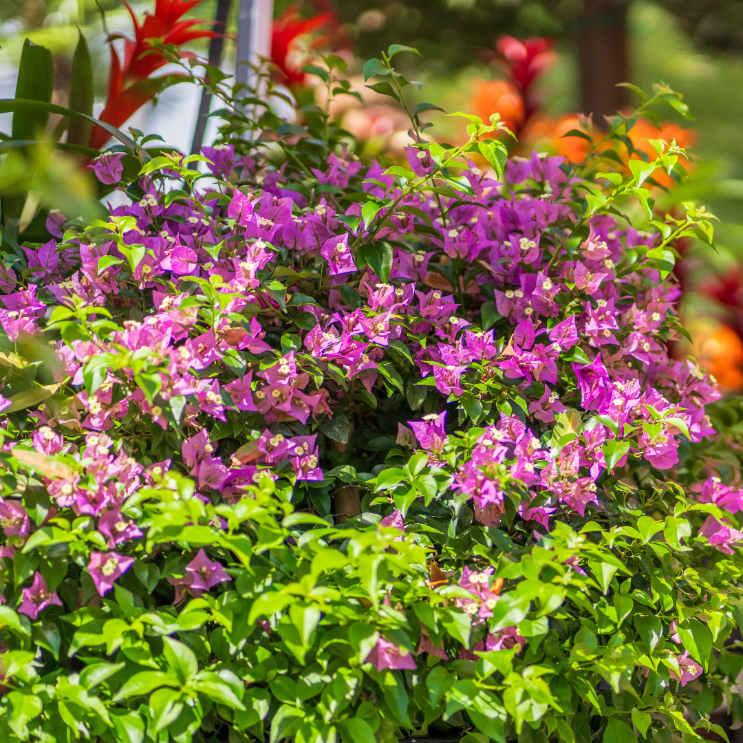 Bougainvillea Alexandra
