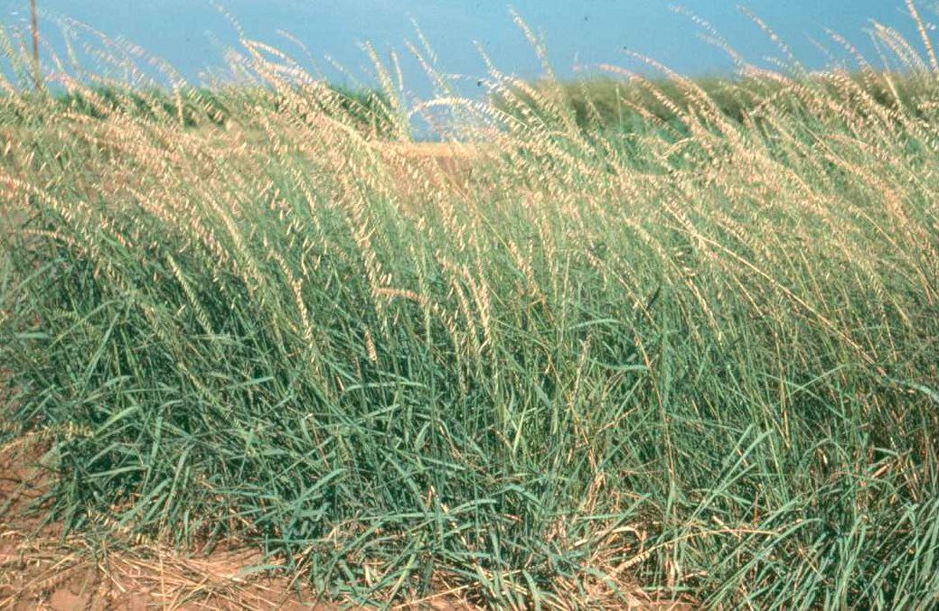Sideoats Grama