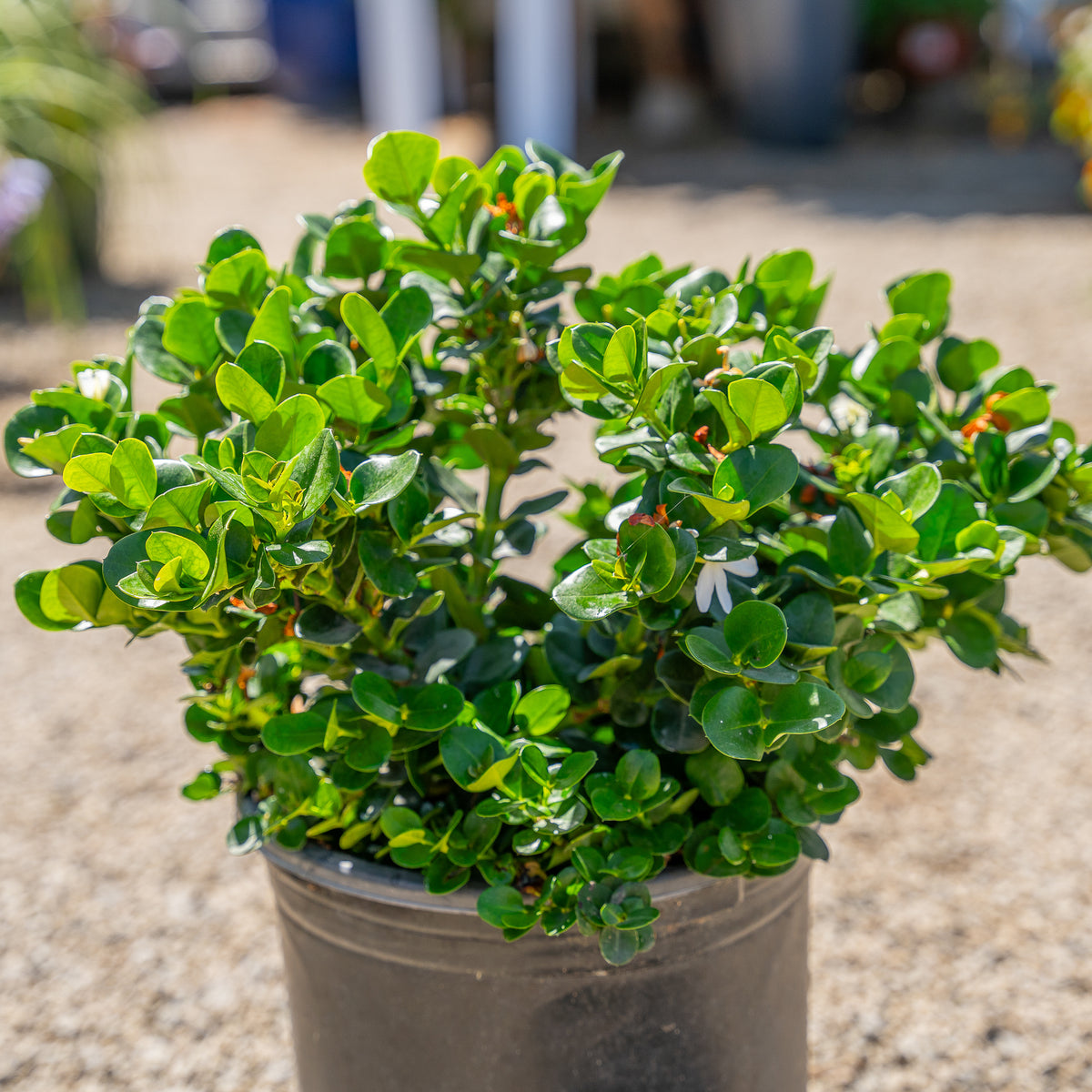 Boxwood Beauty