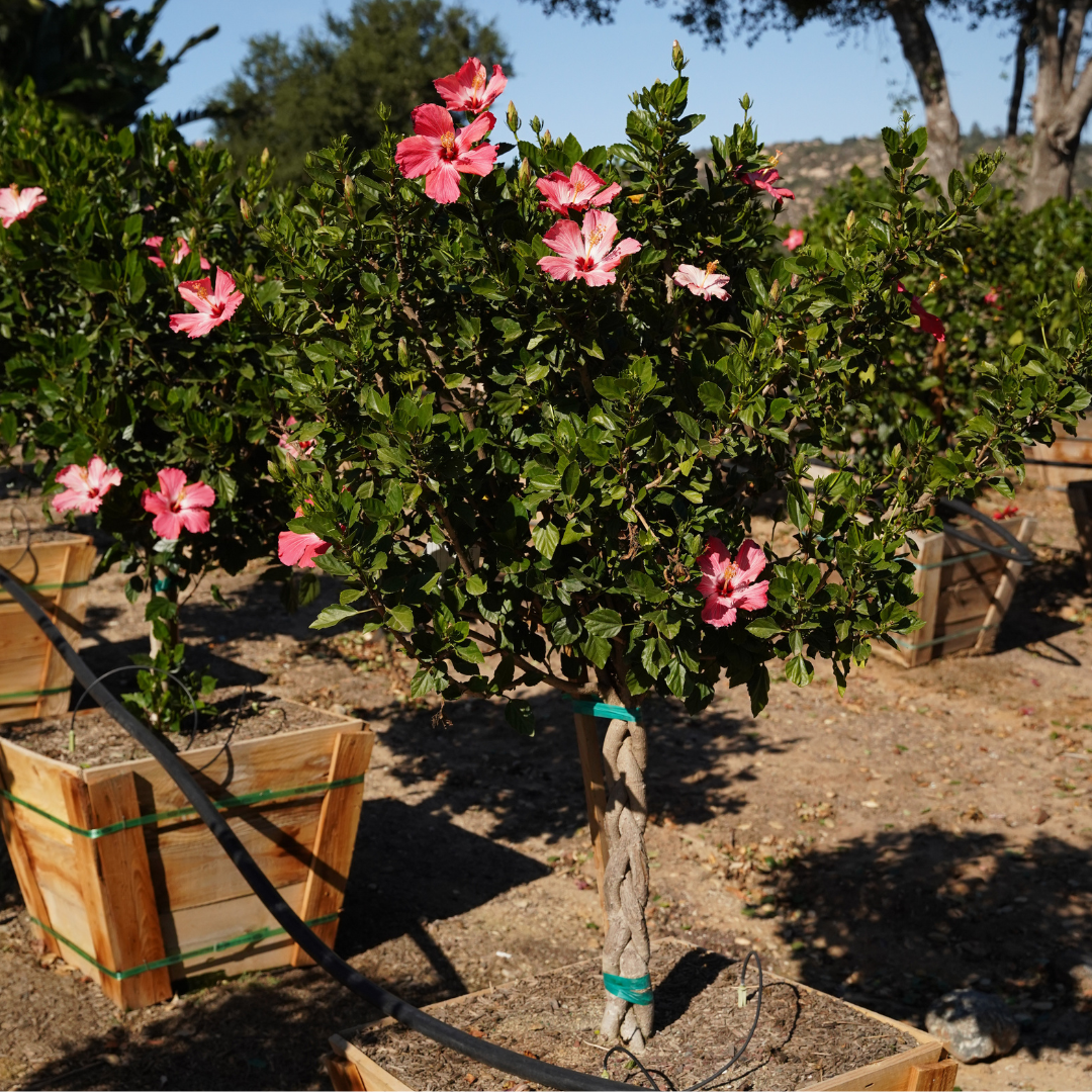Hibiscus Tree (Braided)