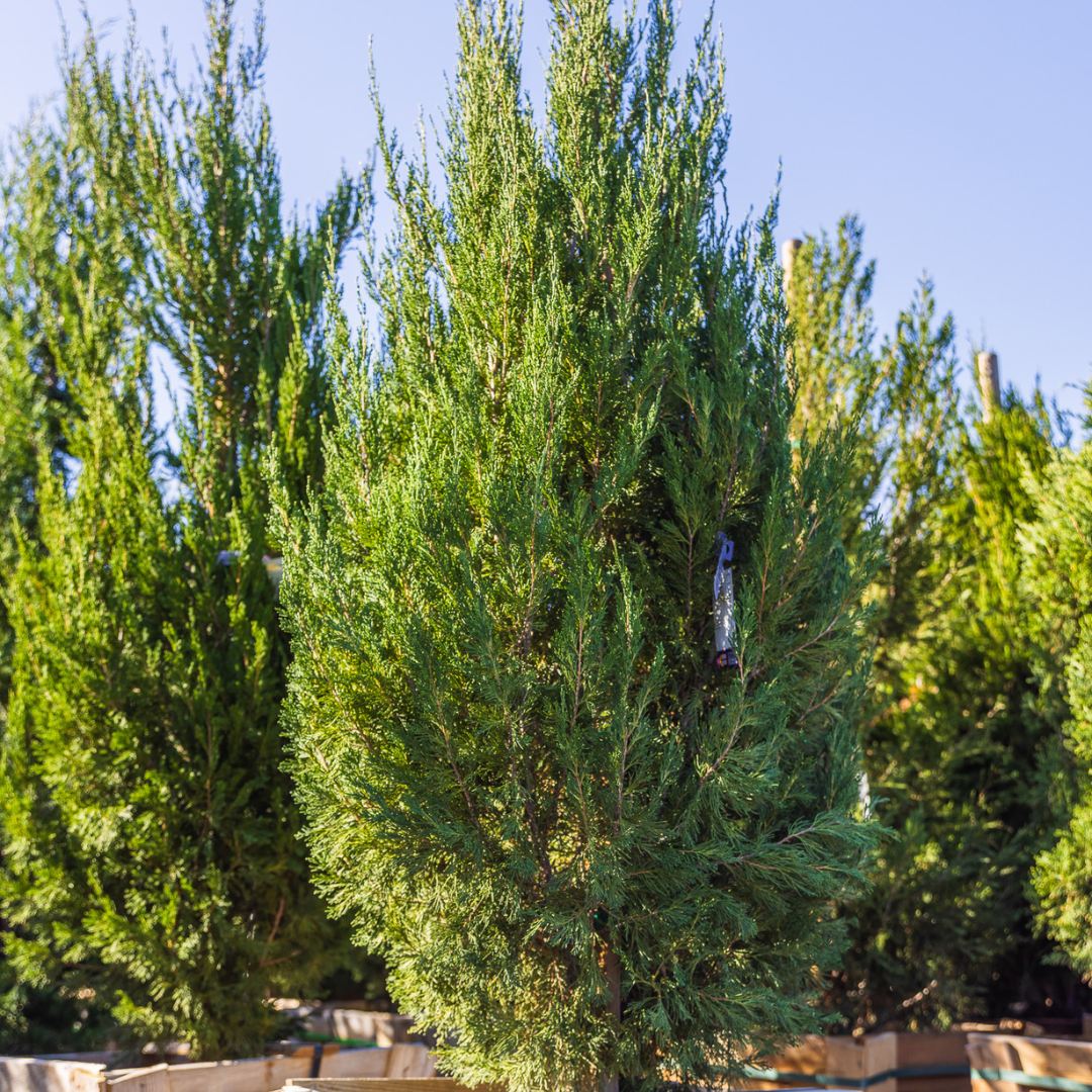 Brodie Juniper
