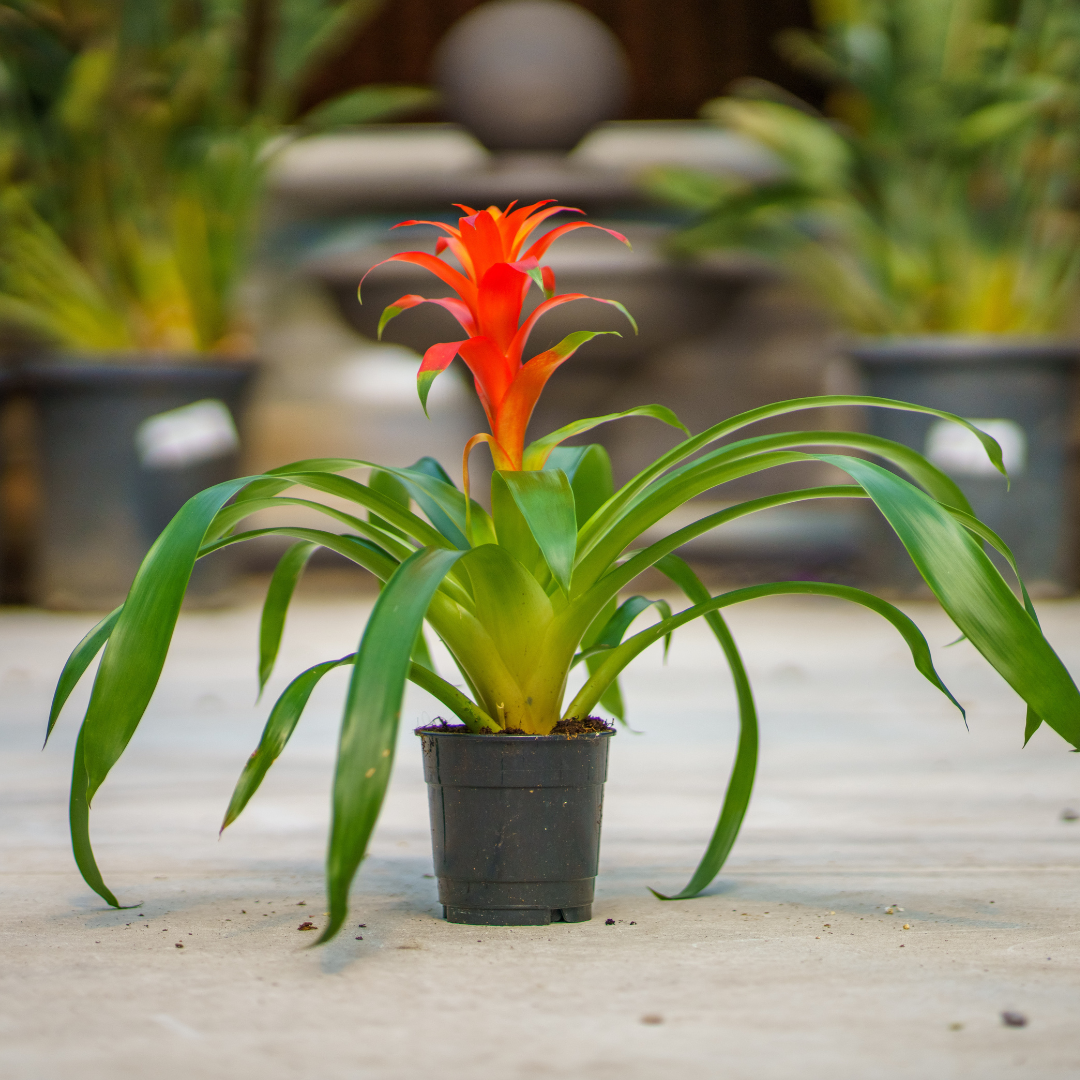 Bromeliad