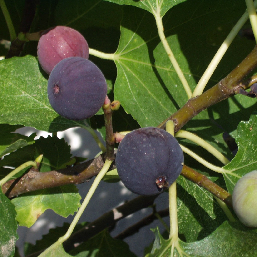 Brown Turkey Fig