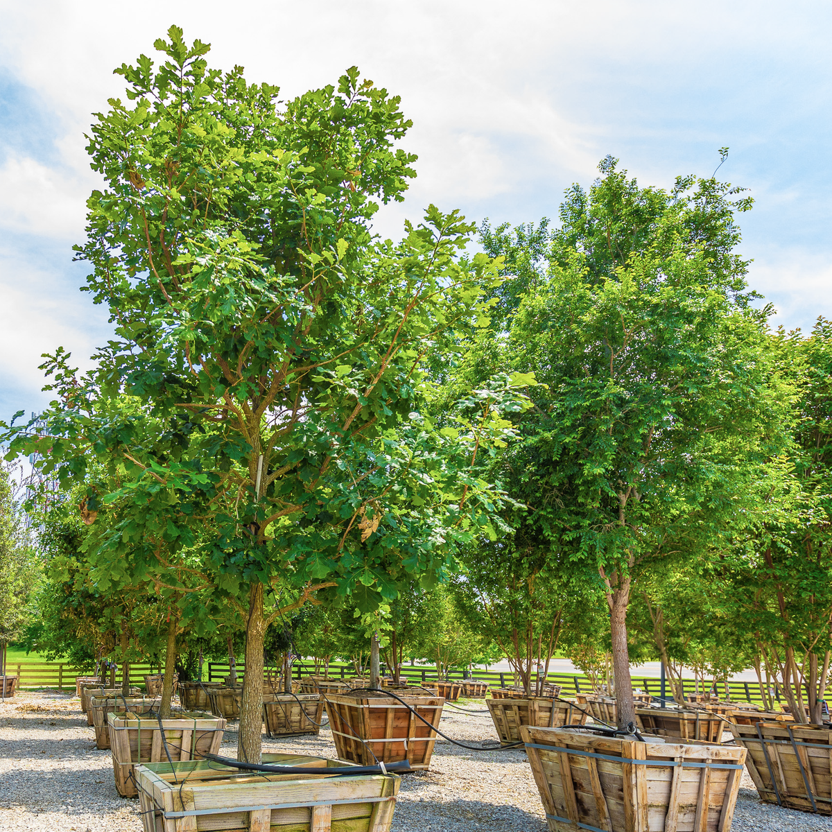 Bur Oak